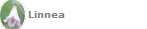 Linnea
